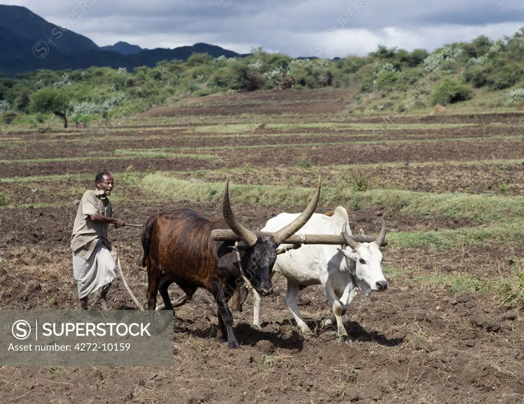 A Tigray man ploughs his land with two yoked oxen.  In the absence of modern farming methods, a metal-tipped wooden plough serves his needs. Traditional agricultural methods are widely used in Ethiopia