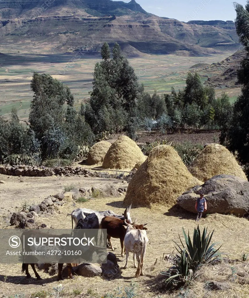Stacks of unthreshed grain will keep a family and its livestock fed during the long dry season. The most popular crop grown in Ethiopia is Teff, a small grained cereal, which is used to make injera, a fermented, bread type pancake, the national dish.