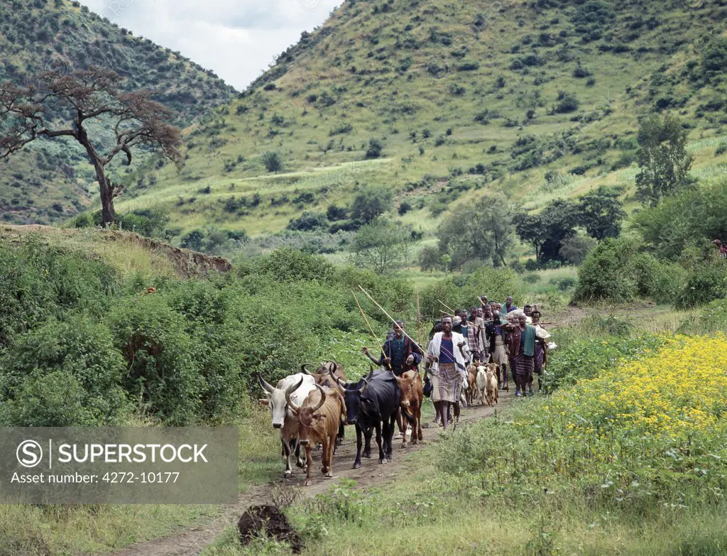 Farmers drive livestock to Senbete market, which is an important weekly market close to the western scarp of the Abyssinian Rift.Agriculture forms the background of the countrys economy with 90 percent of its population earning a living from the land.