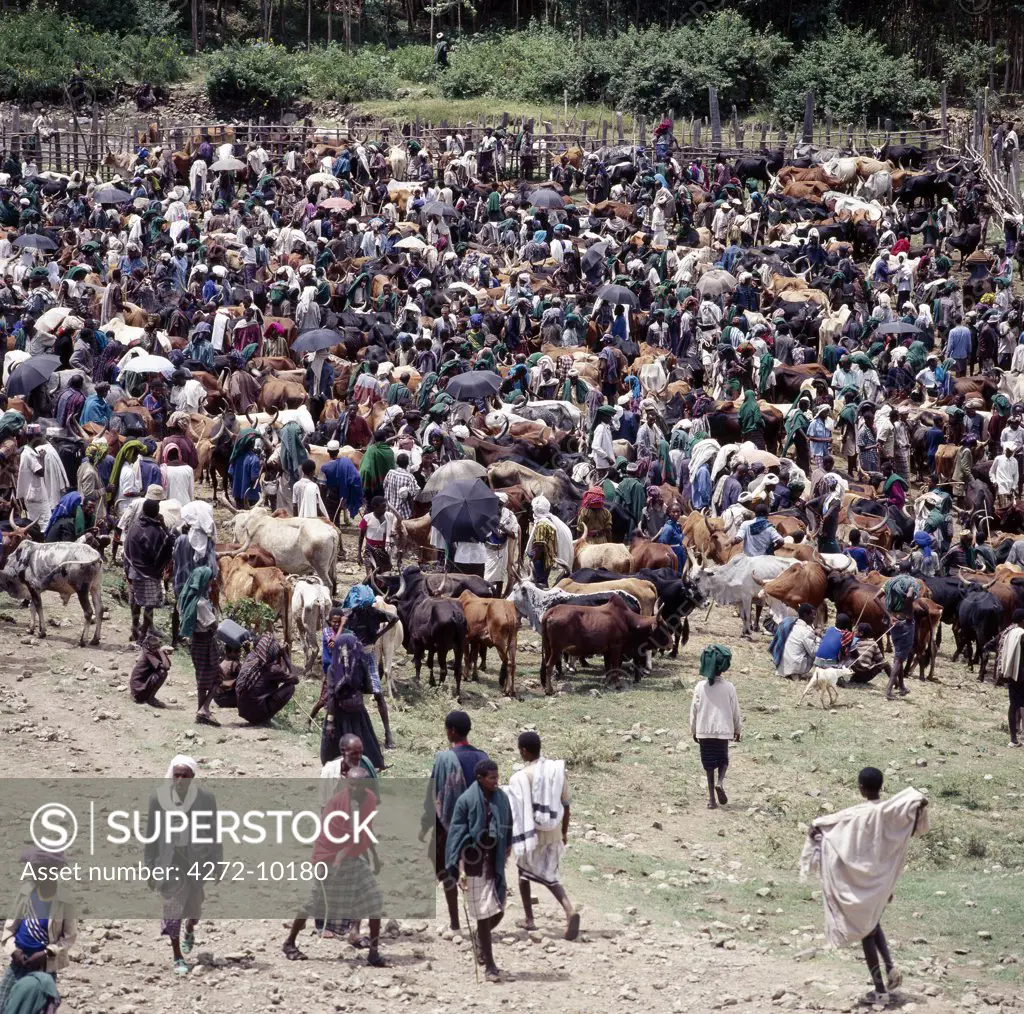 A large gathering of people at Senbetes livestock market, which is an important weekly market close to the western scarp of the Abyssinian Rift. Afar nomads from the low-lying arid regions of Eastern Ethiopia trek long distances there to barter with Amhara and Oromo farmers living in the fertile highlands.