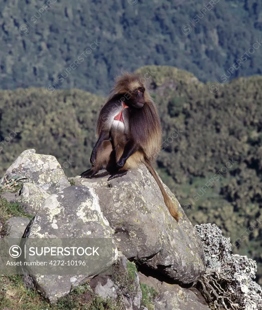 A male Gelada sits on a rock on the western scarp of the Abyssinian Rift. Here, at Gooch Meda, the scarp rises to over 11,000 feet above sea level. Troops of Gelada baboons thrive in this region where the climate is more alpine than tropical.  Found only in Ethiopia, the Gelada differs from true baboons in having its nostrils some way from the tip of its muzzle.