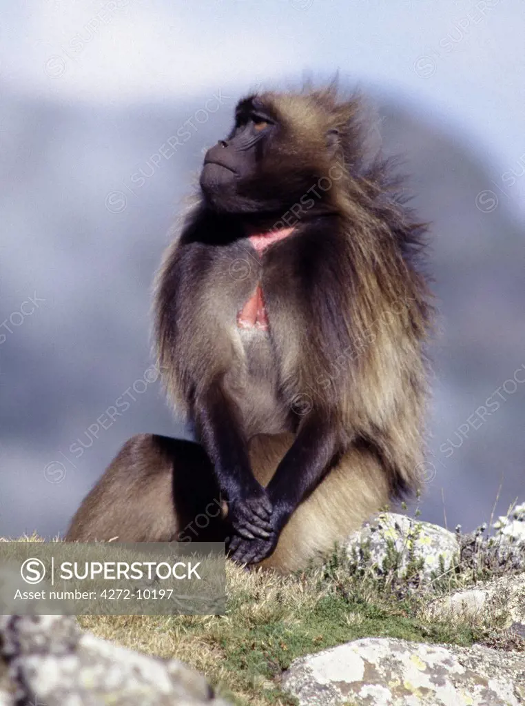 A male Gelada sits on a rock on the western scarp of the Abyssinian Rift. Here, at Gooch Meda, the scarp rises to over 11,000 feet above sea level. Troops of Gelada baboons thrive in this region where the climate is more alpine than tropical.  Found only in Ethiopia, the Gelada differs from true baboons in having its nostrils some way from the tip of its muzzle.