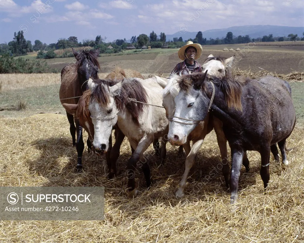 Ponies trample corn to remove the grain in a typical rural setting outside Shashemene.  Depending on the availability of animals, a farmer may use ponies, donkeys or oxen for this purpose.