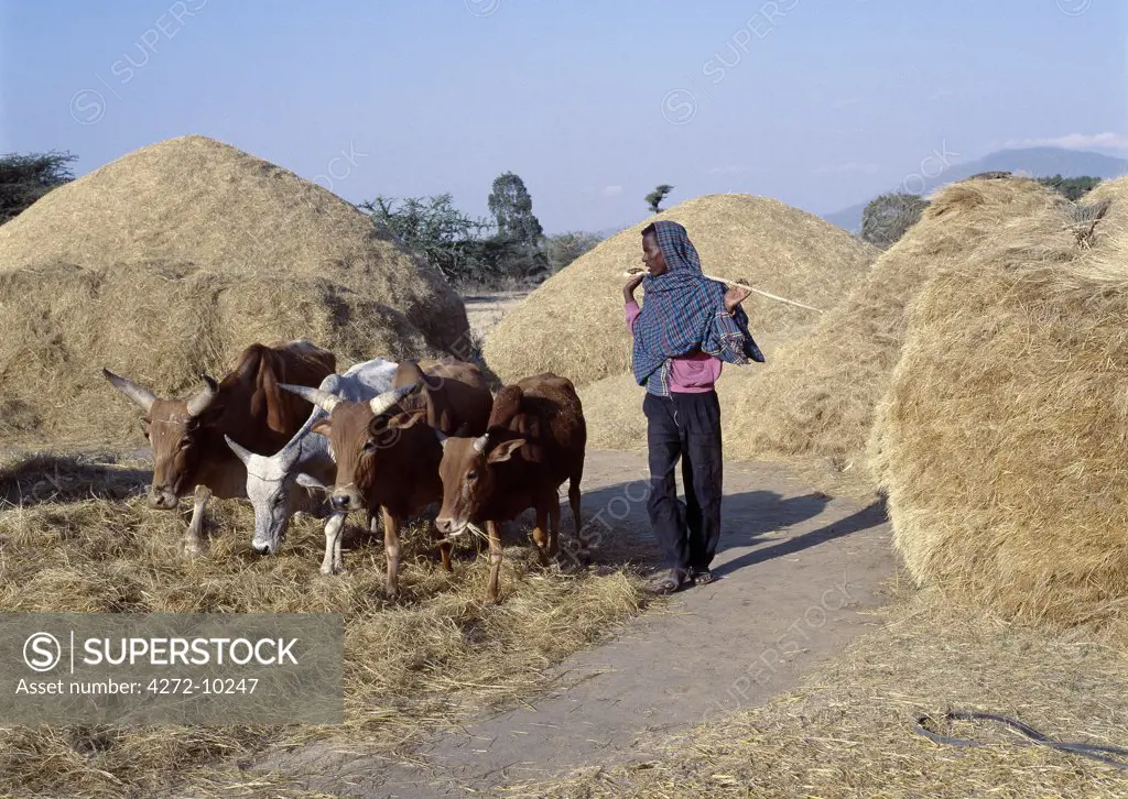 Oxen trample teff, a small-grained cereal, to remove the grain in a typical rural setting outside Shashemene.  Depending on the availability of animals, a farmer may use ponies, donkeys or oxen for this purpose.