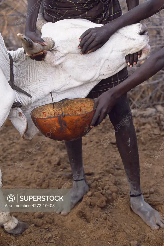 A Nyangatom boy catches blood from the artery of a cow in a gourd.  The cow is bled by firing an arrow with a very short head into the artery of the cow.  Several pints of blood will be collected which will then be mixed with milk and drunk by the Nyangatom.  The Nyangatom or Bume are a Nilotic tribe of semi-nomadic pastoralists who live along the banks of the Omo River in south-western Ethiopia.