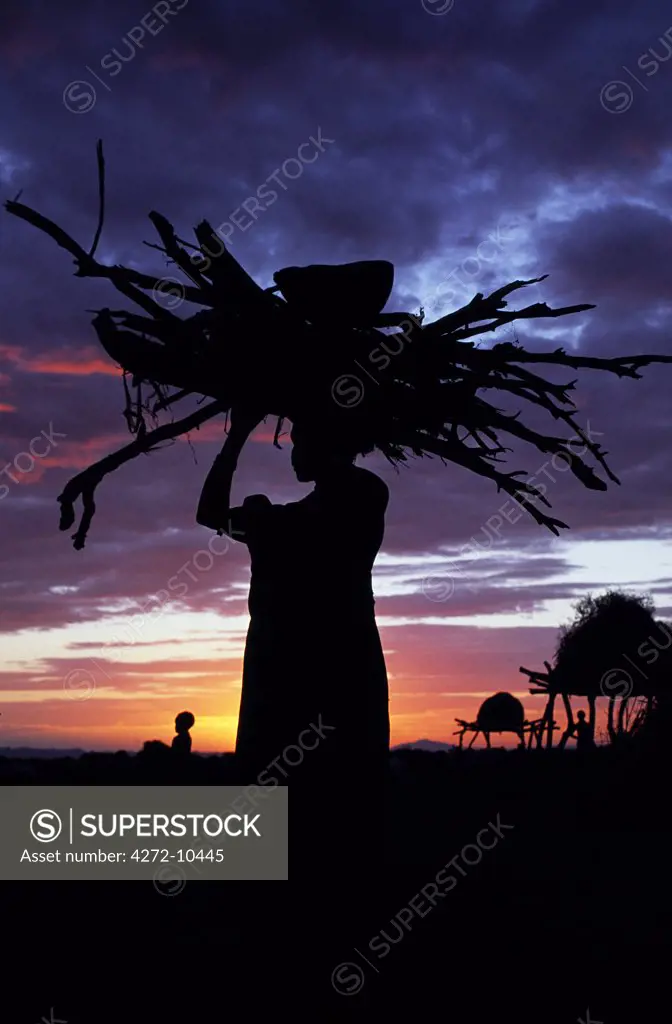 A Dassanech woman carries a bundle of wood home at sunset. Much the largest of the tribes in the Omo Valley numbering around 50,000, the Dassanech (also known as the Galeb, Changila or Merille) are Nilotic pastoralists and agriculturalists.