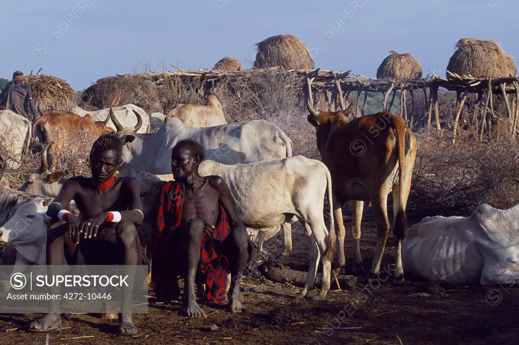Two Dassanech men sit amongst their cattle at their settlement alongside the Omo River.  Much the largest of the tribes in the Omo Valley numbering around 50,000, the Dassanech (also known as the Galeb, Changila or Merille) are Nilotic pastoralists and agriculturalists.