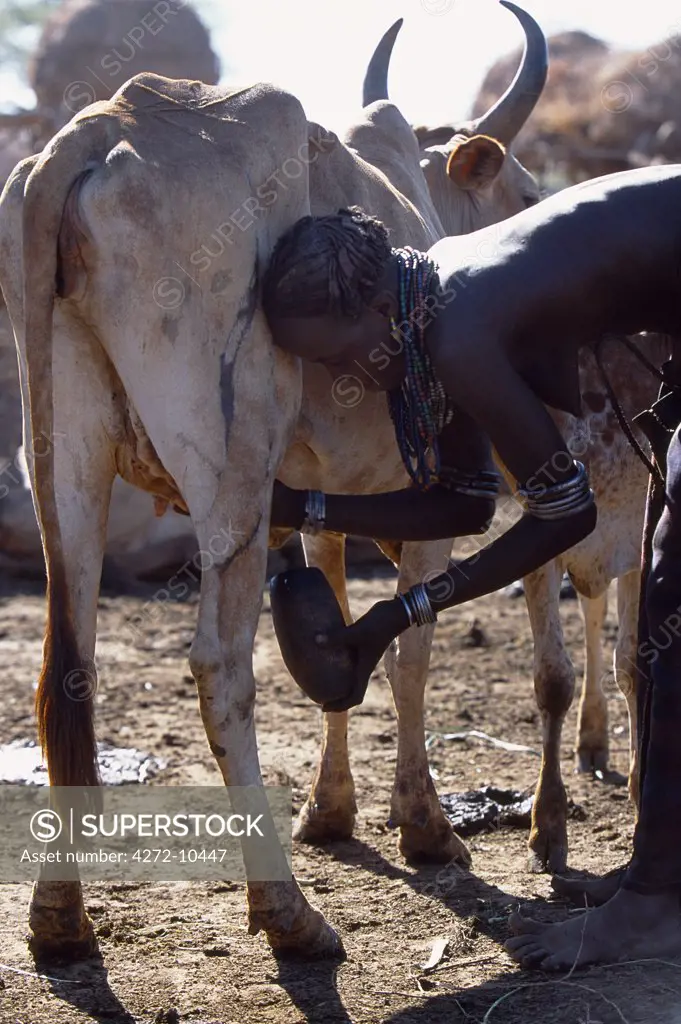 A Dassanech woman milks a cow by hand collecting the milk in a gourd at a settlement alongside the Omo River.  Much the largest of the tribes in the Omo Valley numbering around 50,000, the Dassanech (also known as the Galeb, Changila or Merille) are Nilotic pastoralists and agriculturalists.