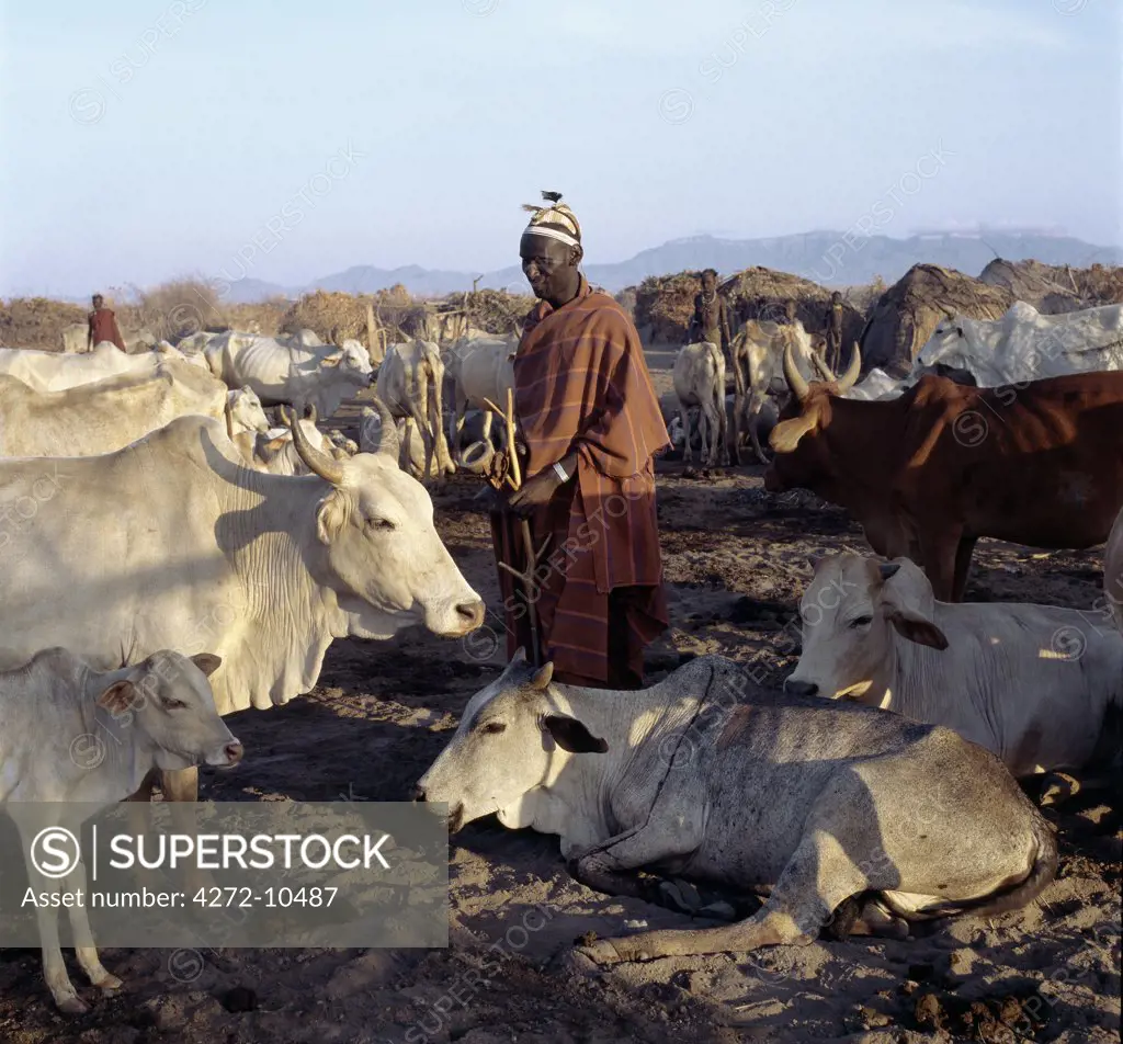 A Dassanech man checks his Zebu cattle early in the morning. The Dassanech speak a language of Eastern Cushitic origin. They practice animal husbandry and fishing as well as agriculture.