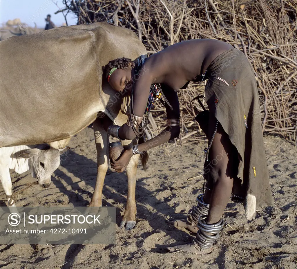 In the early morning, a Dassanech girl milks a cow outside a settlement of the Dassanech people in the Omo Delta of Southwest Ethiopia. The nearness of the calf increases the flow of milk.  They practice animal husbandry and fishing as well as agriculture.