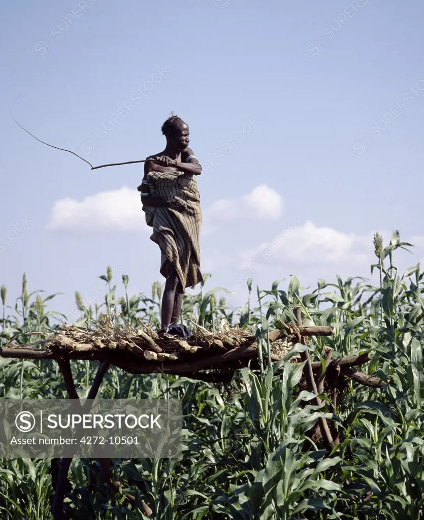 An old Dassanech man protects his crops from birds using a leather slingshot and stones.  Large flocks of Quelea birds can be particularly destructive to ripening seed crops like millet grown along the banks of the Omo River.