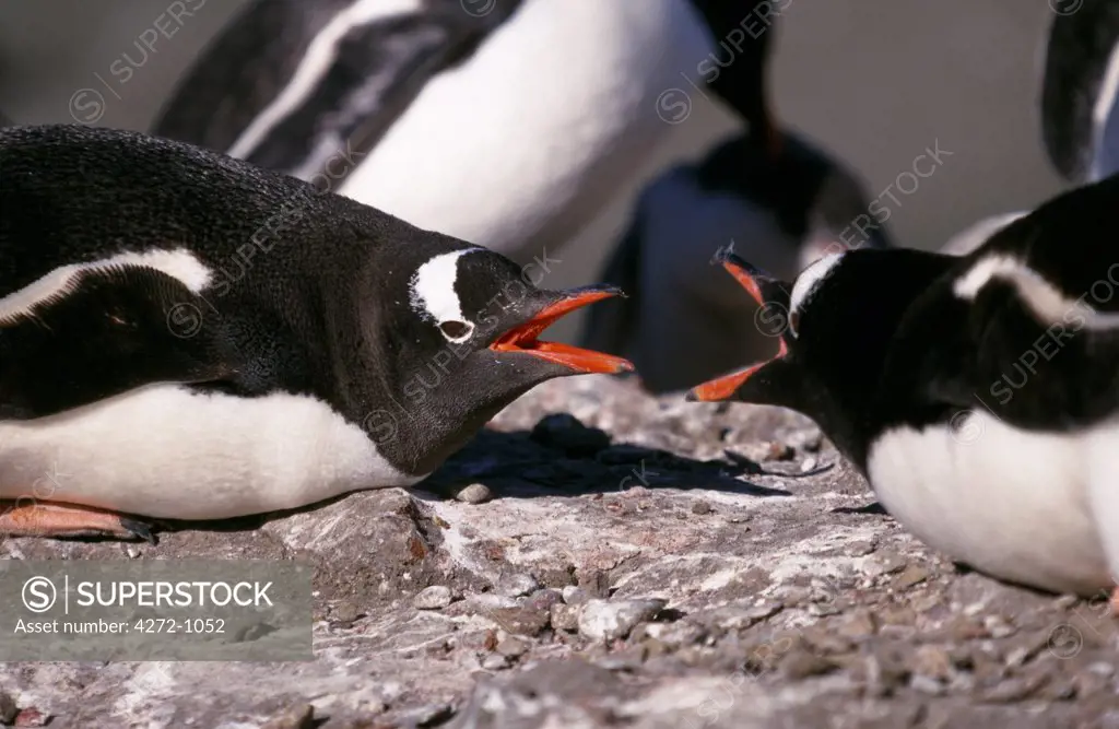 Antarctica, South Shetland Islands, Aichoo Island. Gentoo penguins (pygoscelis papua)