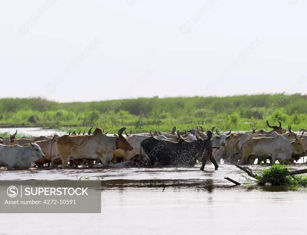 Dassanech herdboys drive their families cattle across a flooded area of the Omo Delta in Southwest Ethiopia.The Dassanech speak a language of Eastern Cushitic origin. They live in the Omo Delta and they practice animal husbandry and fishing as well as agriculture.