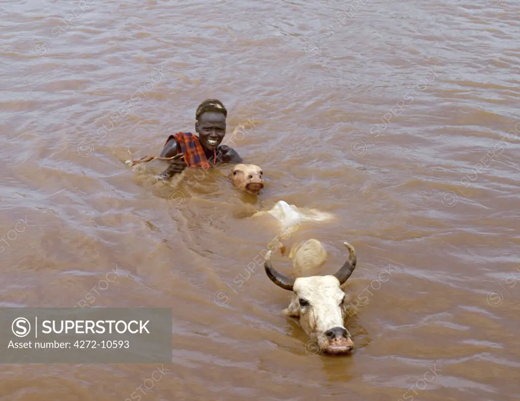 A Dassanech herdsman swims his cattle across the Omo River in Southwest Ethiopia. This can be dangerous with numerous crocodiles lurking in the muddy waters. The Dassanech speak a language of Eastern Cushitic origin. They live in the Omo Delta and they practice animal husbandry and fishing as well as agriculture.
