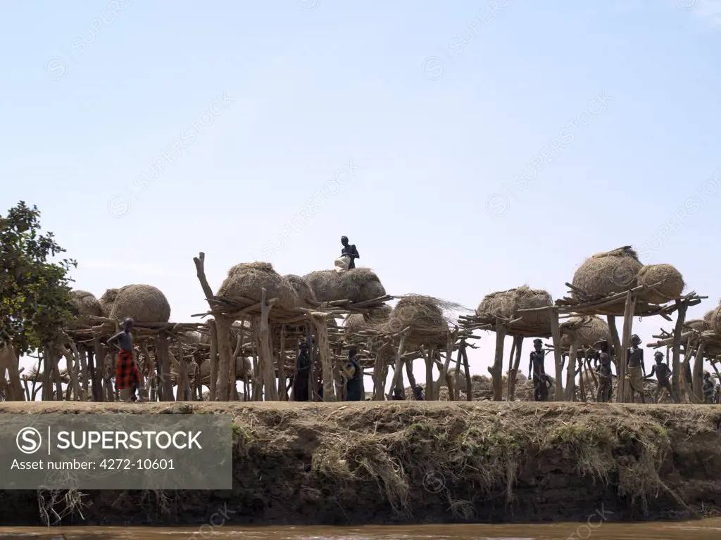 A Dassanech woman takes grain from her familys grain store situated on a bank of the Omo River in Southwest Ethiopia. The villagers food reserves are kept high off the ground in semi circular granaries in case of flooding.The Dassanech speak a language of Eastern Cushitic origin.