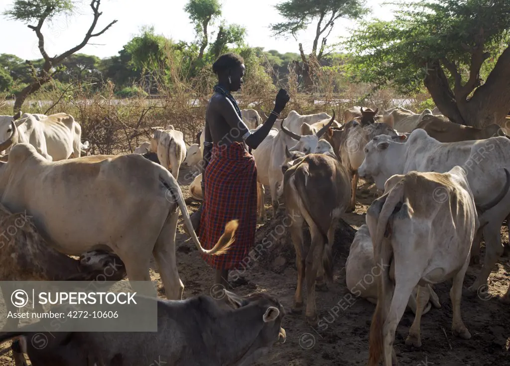 A Dassanech woman sorts out her familys cattle before milking can begin in the early morning. Her village is on the banks of the Omo River.