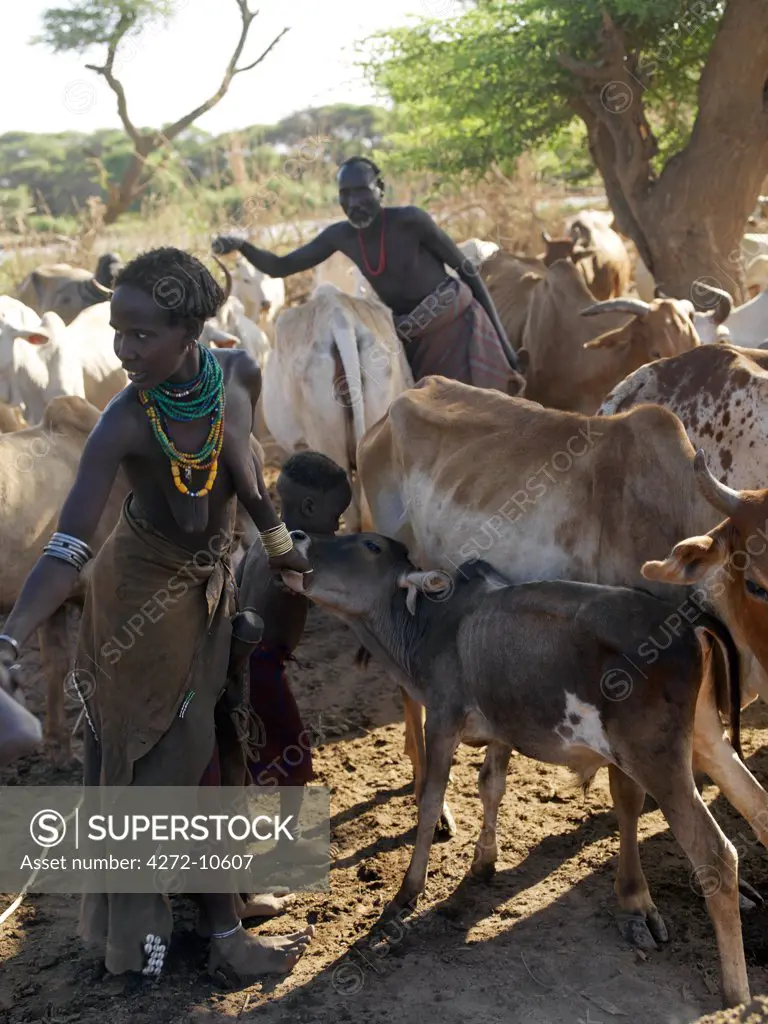 A Dassanech woman and her daughter milk their familys cattle in the early morning as the womans husband looks on. The Dassanech speak a language of Eastern Cushitic origin. They live in the Omo Delta and they practice animal husbandry and fishing as well as agriculture.