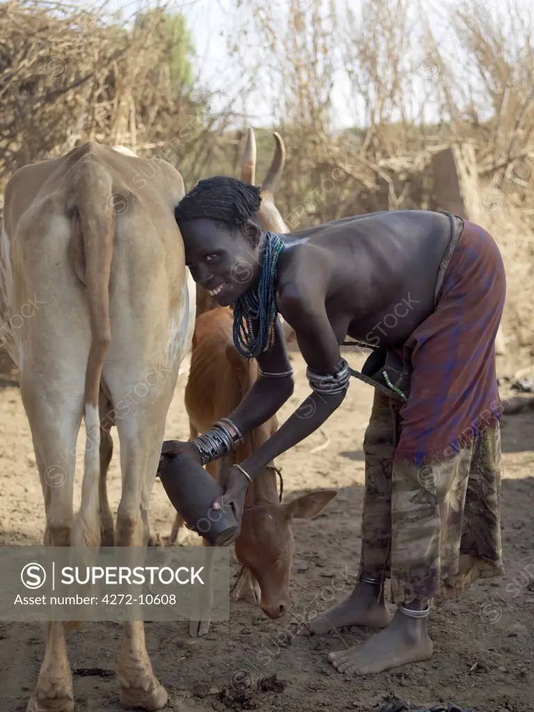 A Dassanech woman milks her familys cattle in the early morning. The Dassanech speak a language of Eastern Cushitic origin. They live in the Omo Delta and they practice animal husbandry and fishing as well as agriculture.
