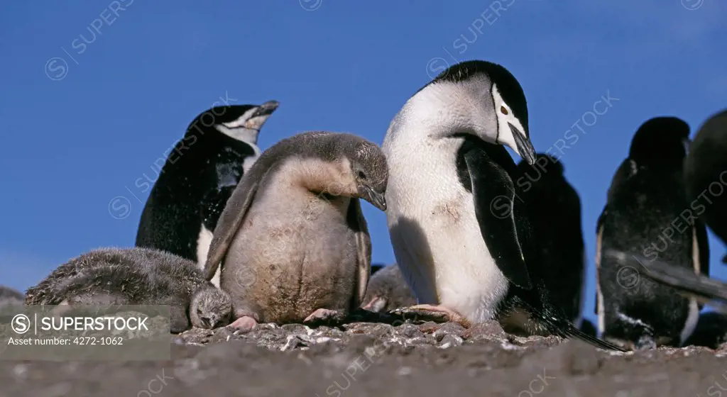 Antarctica, South Shetland Island, Aitcho Islands. Chinstrap penguins (pygoscelis antarctica)