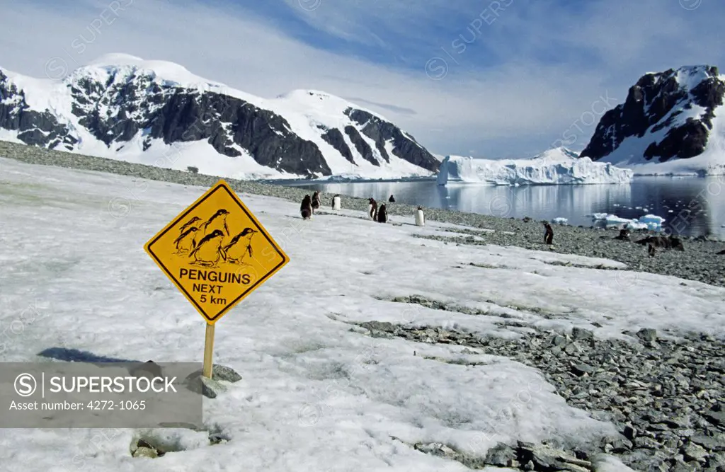 Antarctica, Errera Channel, Danco Island. Gentoo penguins (pygoscelis papua) & tourists fun sign.
