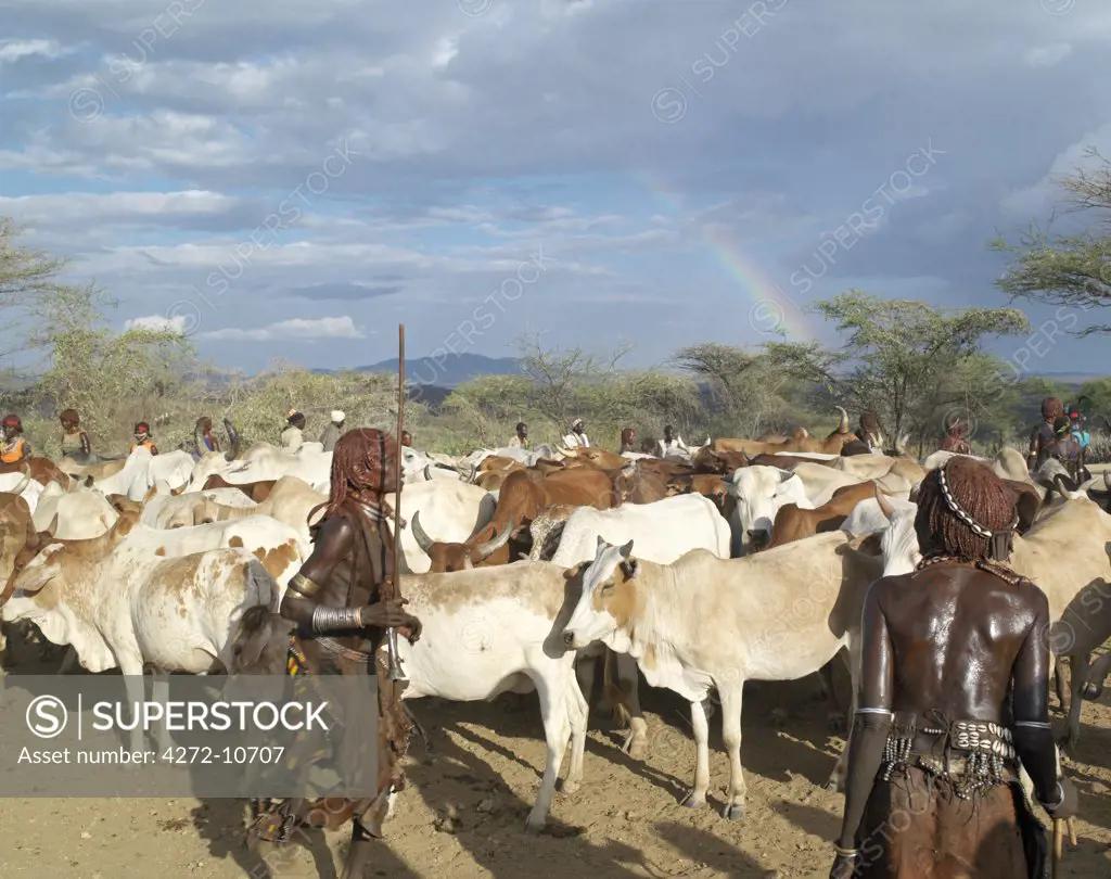 Hamar women dance around cattle at a Jumping of the Bull ceremony as a rainbow gives colour to a threatening sky overhead. The Hamar are semi nomadic pastoralists of Southwest Ethiopia whose women wear striking traditional dress and style their red ochre hair mop fashion.
