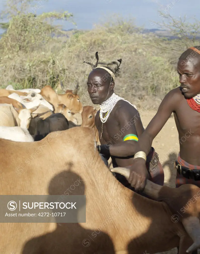 Hamar men line up steers at a Jumping of the Bull ceremony. The semi nomadic Hamar of Southwest Ethiopia embrace an age grade system that includes several rites of passage for young men.
