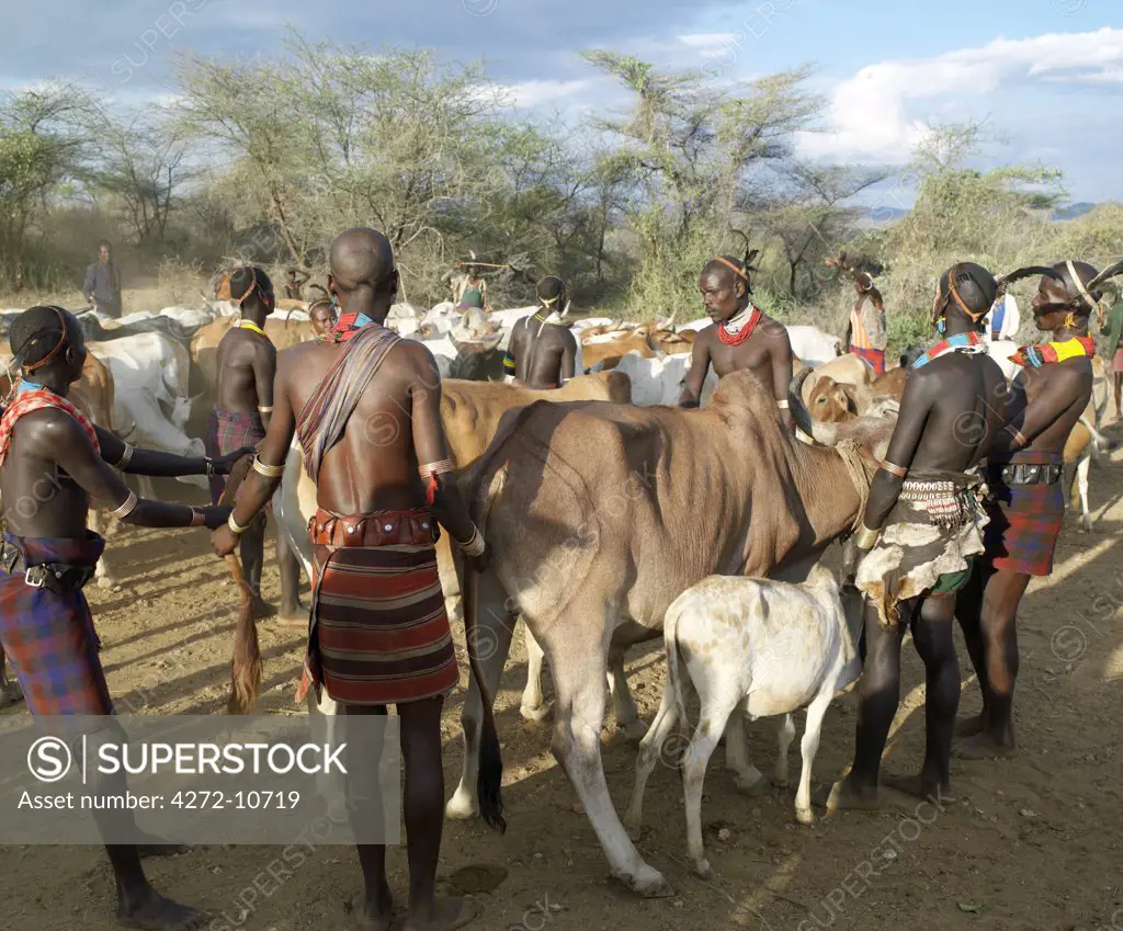 Hamar men line up steers at a Jumping of the Bull ceremony. The semi nomadic Hamar of Southwest Ethiopia embrace an age grade system that includes several rites of passage for young men.