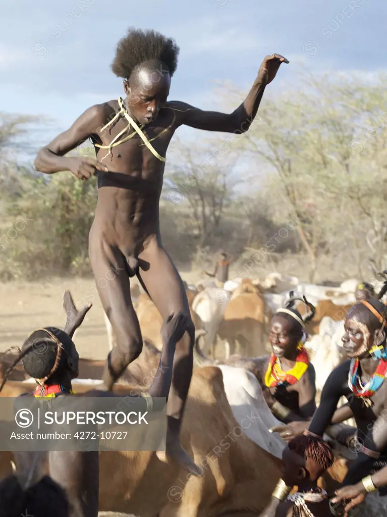 In the late afternoon, a young Hamar man jumps over his familys bulls during a Jumping of the Bull ceremony. The semi nomadic Hamar of Southwest Ethiopia embrace an age grade system that includes several rites of passage for young men.