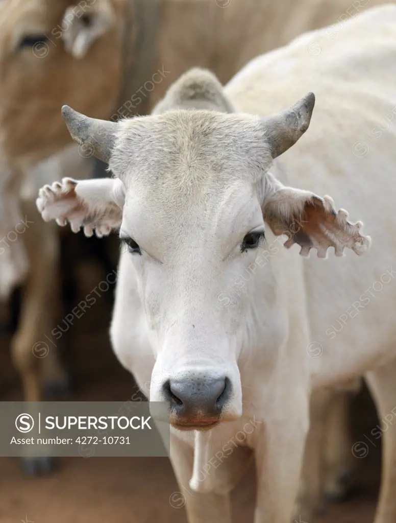 Most Hamar cattle have their ears serrated.The semi nomadic Hamar of Southwest Ethiopia embrace an age grade system that includes several rites of passage for young men.
