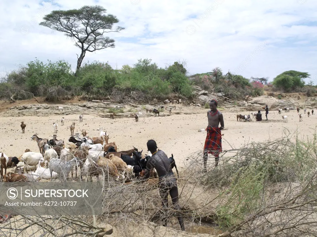 A Hamar man waters his livestock from a waterhole in a seasonal river bed. Desert roses are flowering on the far bank. The Hamar are semi nomadic pastoralists who live in harsh country around the Hamar Mountains of Southwest Ethiopia.