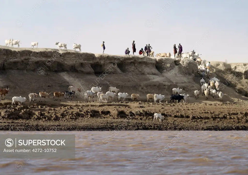Nyagatom cattle are watered on the Omo River.The Nyagatom are one of the largest tribes and arguably the most warlike people living along the Omo River in Southwest Ethiopia.