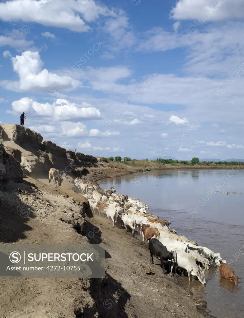 A Nyagatom herdsman watches his cattle watering in the Omo River.The Nyagatom are one of the largest tribes and arguably the most warlike people living along the Omo River in Southwest Ethiopia.