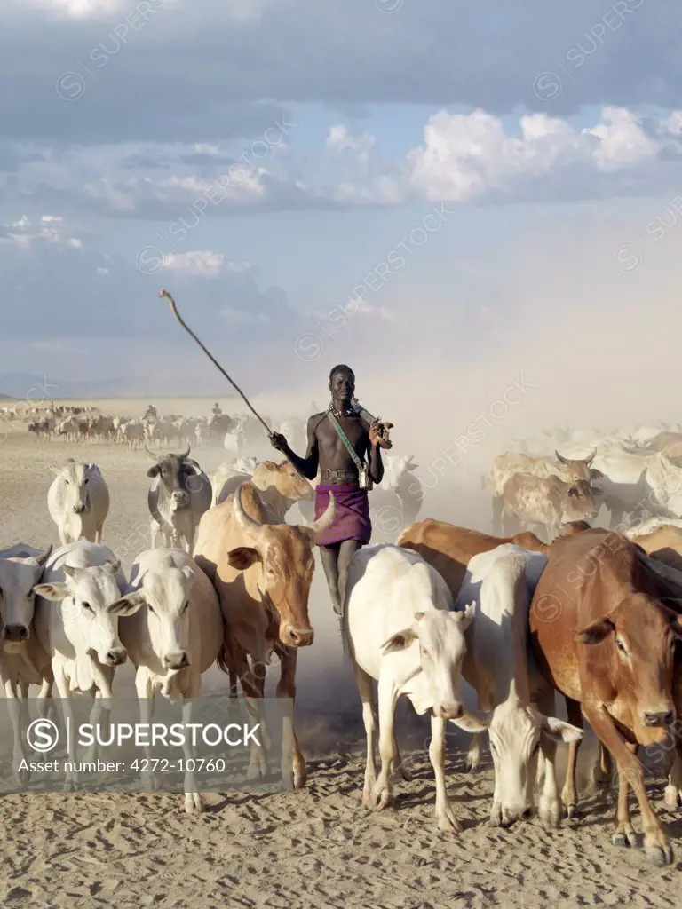 A very tall, armed Nyagatom herdsman drives cattle through arid, dusty country to water on the Omo River. The Nyagatom are one of the largest tribes and arguably the most warlike people living along the Omo River in Southwest Ethiopia.