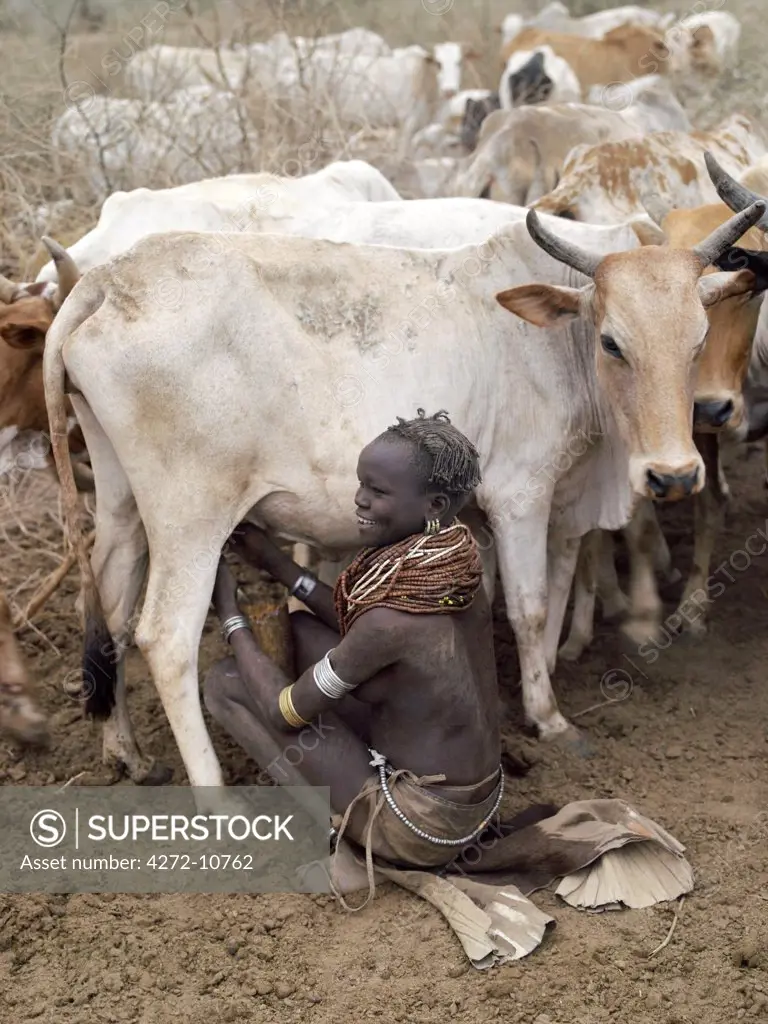 A Nyagatom woman milks her familys cows early in the morning.  It is the sole responsibility of women and children to milk cows, Nyagatom men will never do so. The Nyagatom are one of the largest tribes and arguably the most warlike people living along the Omo River in Southwest Ethiopia.
