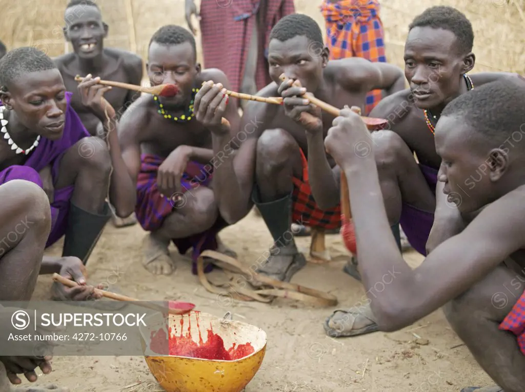 A group of Nyagatom men draw blood from a steer early in the morning.  A leather tourniquet is tied round the animals neck before the jugular pierced with a short, sharp arrow. Two or three pints will be drawn from a healthy steer, which will not be bled again for a month.