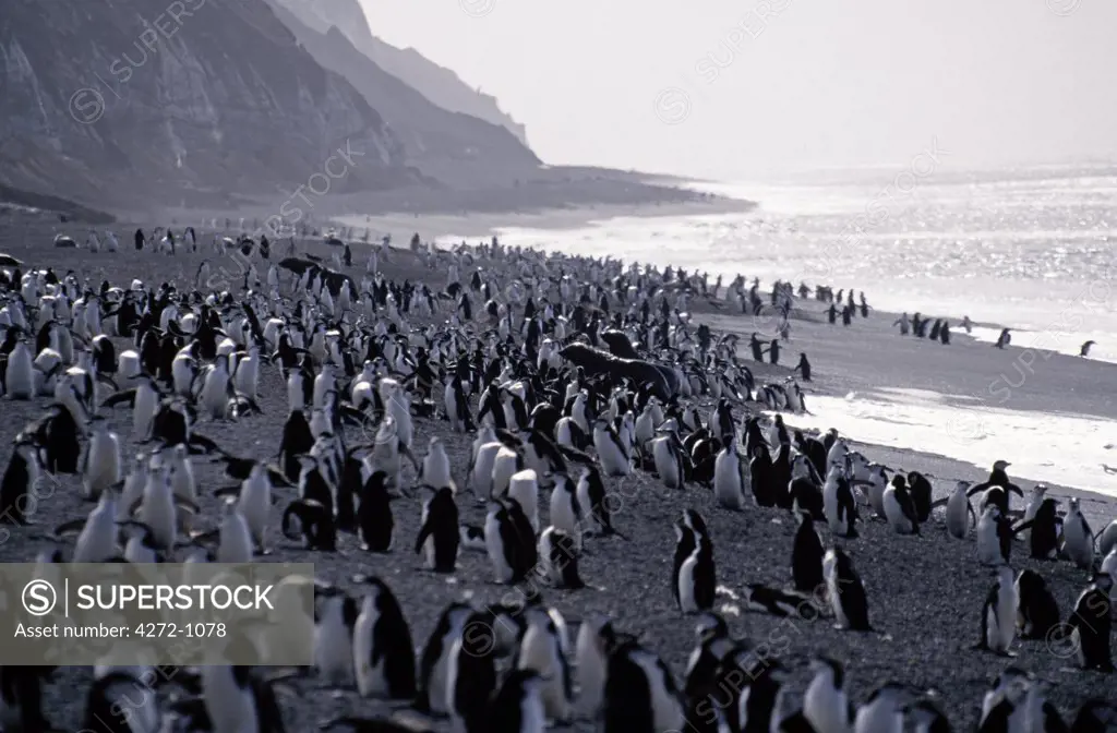 Antarctica, South Orkney Islands, Deception Island. Chinstrap penguins (pygoscelis antarctica).