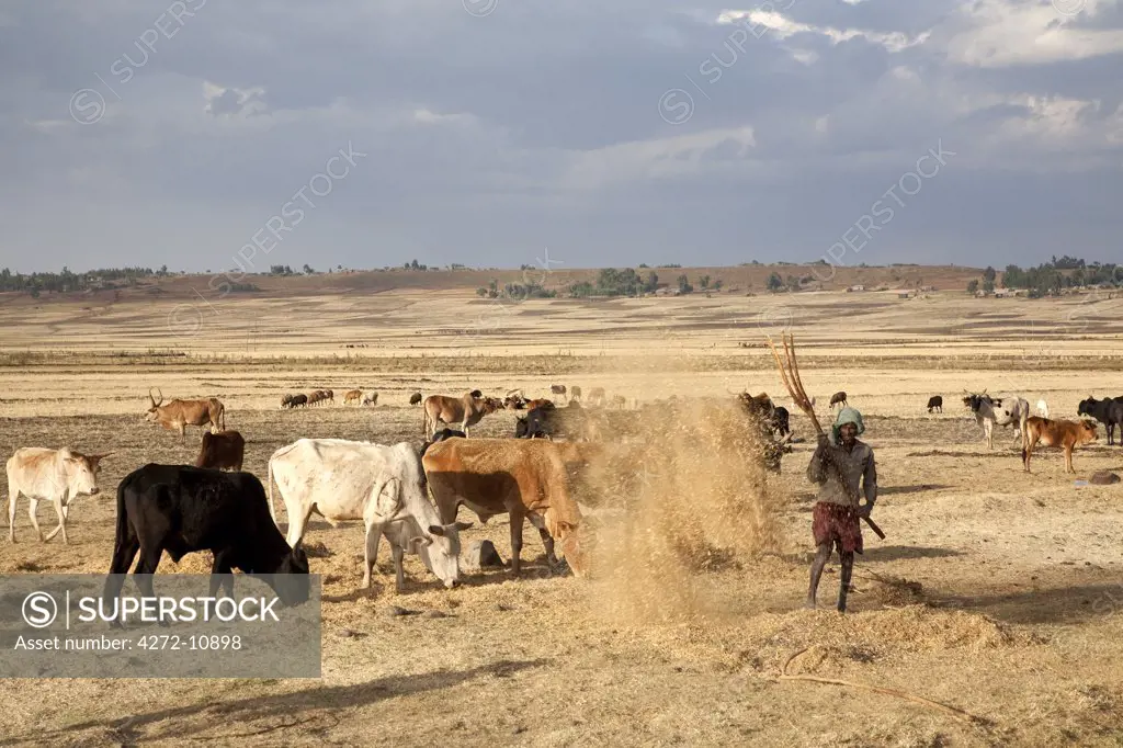 Ethiopia, Debre Markos. A man threshes his grain to seperate the seeds in rural Ethiopia, outside Debre Markos.