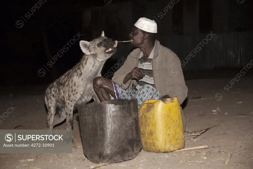 Ethiopia, Harar. Mulugeta Wolde Mariam, the hyena man of Harar feeds raw meat to wild hyenas.