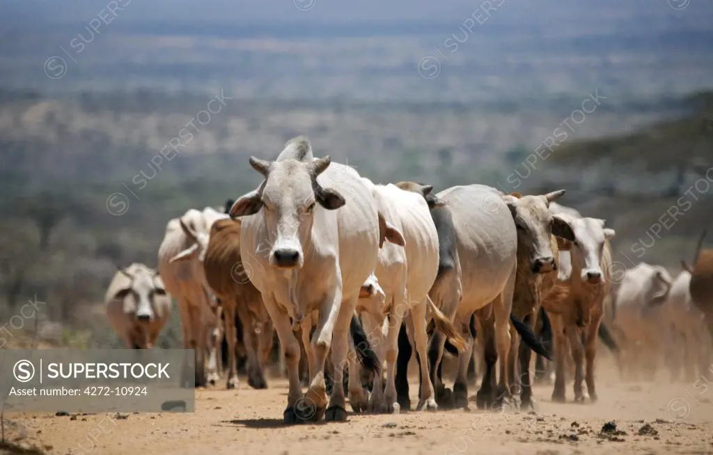 Ethiopia. A herd of cattle is driven along a dusty track against a typical Southern-Ethiopian parched landscape.