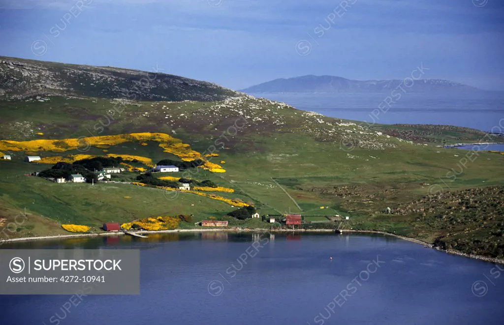 View of settlement with Gorse (Ulex europaea) in full bloom