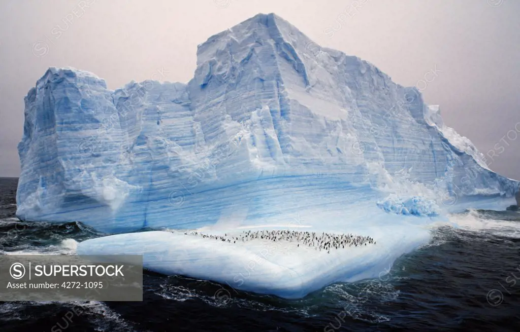 Antarctica, Scotia Sea. Chinstrap penguins (pygoscelis antarctica) on iceberg.