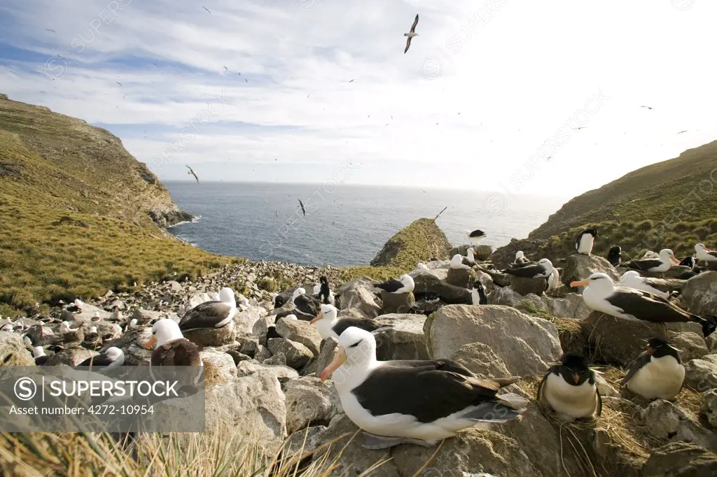 Falkland Islands; West Point Island. Black-browed albatross (Thalassarche melanophris) incubating egg in a clifftop colony shared with rockhopper penguins.