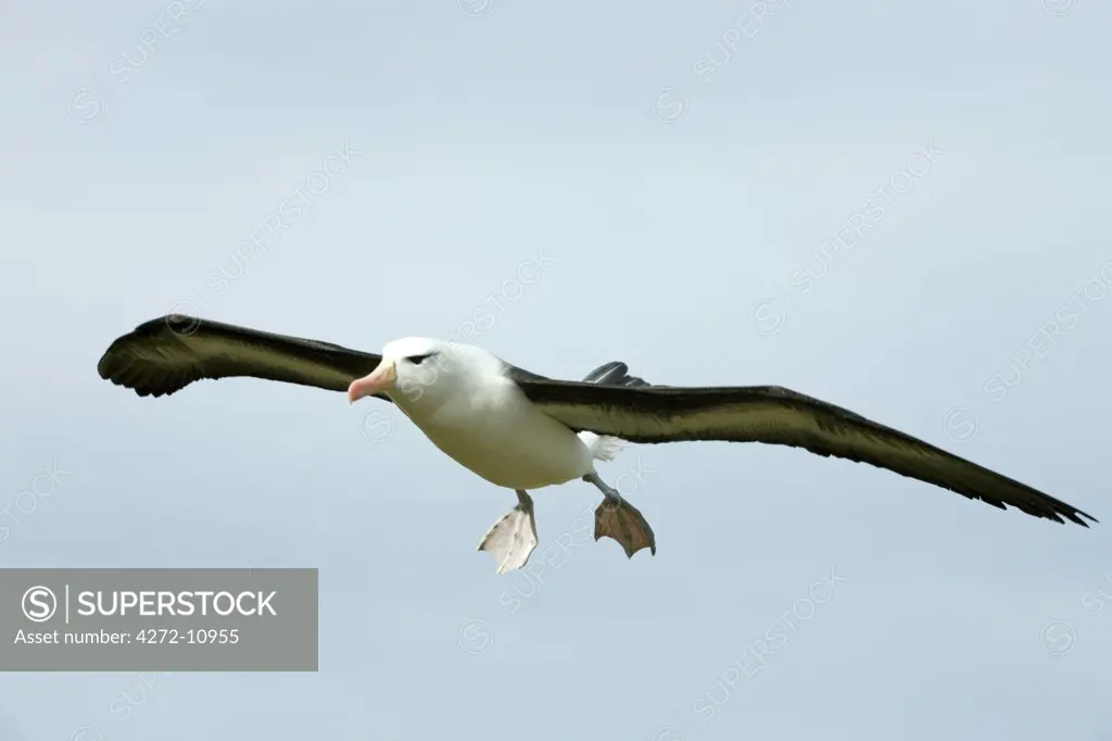Falkland Islands; West Point Island. Black-browed albatross (Thalassarche melanophris) in flight.