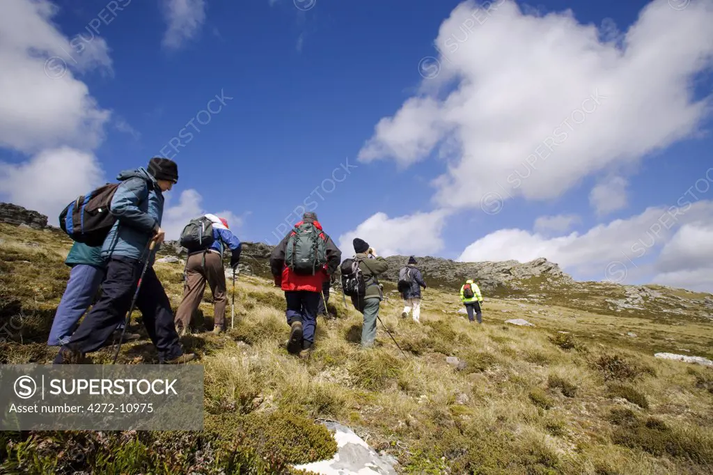 Falkland Islands. Tourists follow battleground guide Tony Smith across the slopes of Mt Tumbledown, near Stanley.