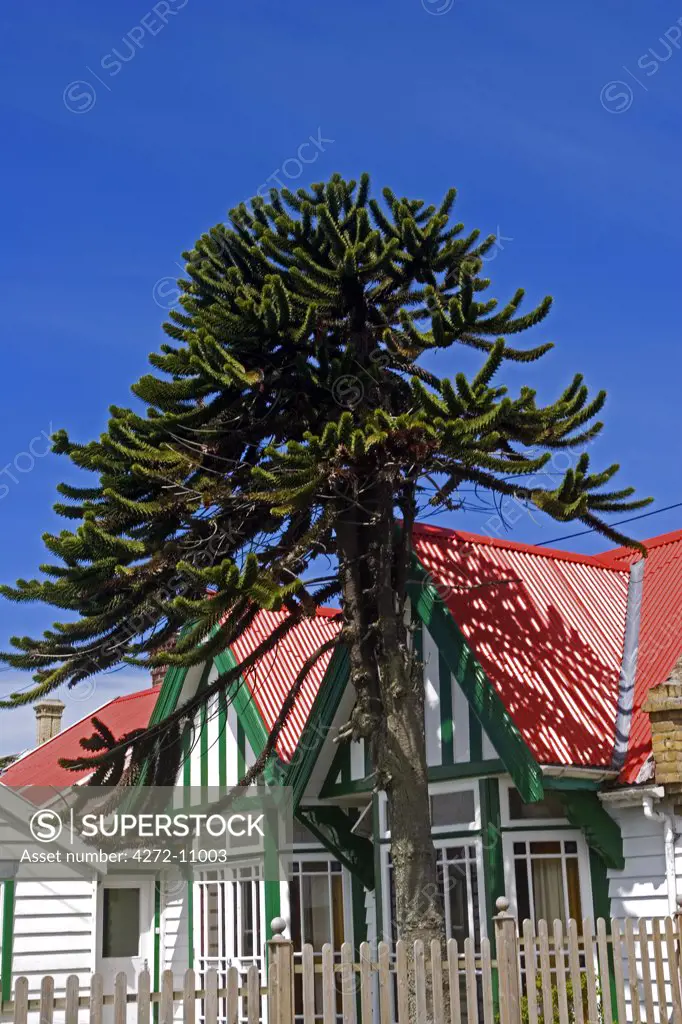 Monkey puzzle tree in the front garden of traditional iron roofed cottage on the Port Stanley seafront road, Viller Street in Port Stanley.