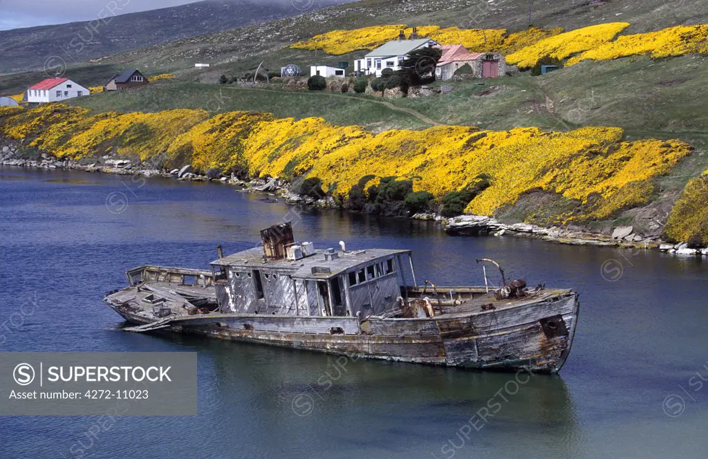 View of settlement and wreck of 'Protector III' with Gorse (Ulex europaea)