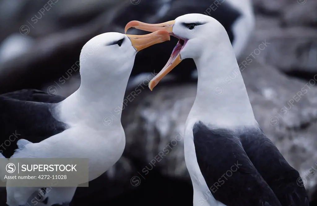 Black-browed albatross' courtship display (Thalassarche melanophrys West Point Island West Falkland.