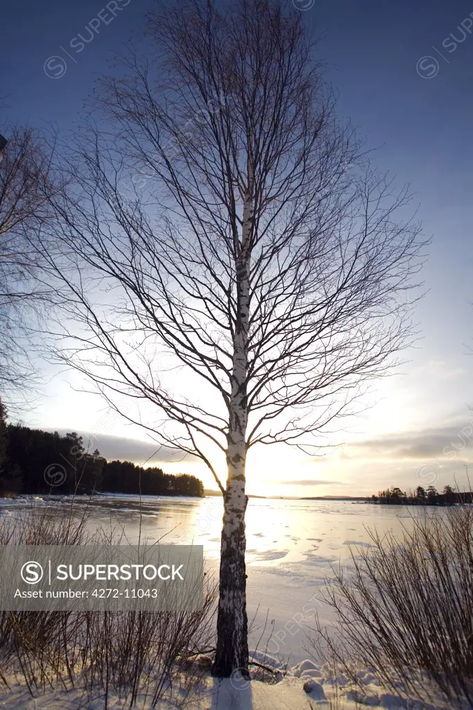 Finland, Pielinen region of North Koraelia in Finnish Lapland. A mid-winter birch tree silhouetted against the sun and a frozen lakenear the village of Heraniemi.