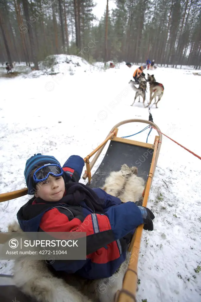 Finland, Pielinen region of North Koraelia in Finnish Lapland. Boy husky sledging through woods. (MR)