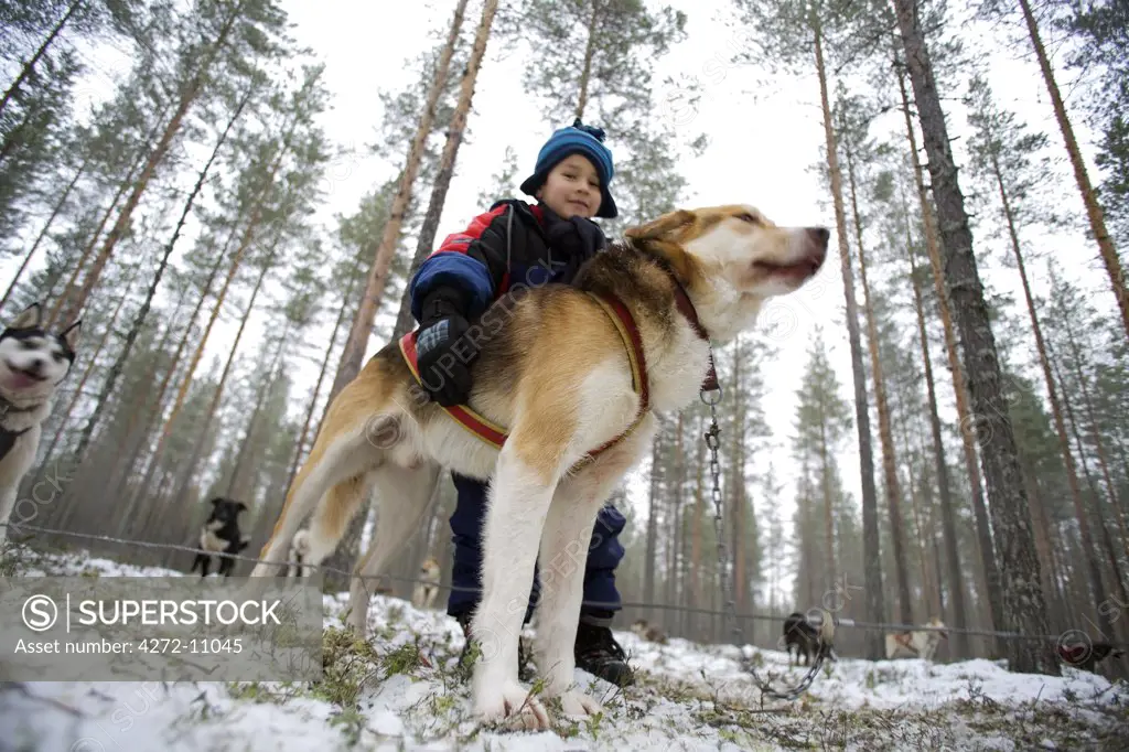 Finland, Pielinen region of North Koraelia in Finnish Lapland. Boy with husky dog in conifer forest. (MR)